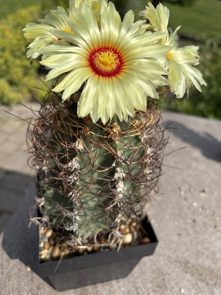 Astrophytum capricorne nudum